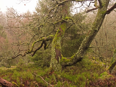 bemooster Baum bemooster Baum